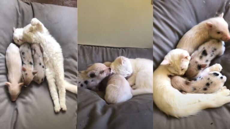  Una camada de cerditos rescatados trata de alimentarse de una gata de cuatro meses