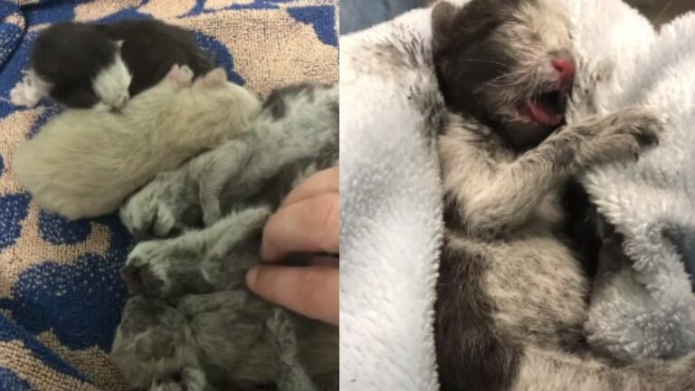 Una camada de gatos atrapada en una obra pudo ser rescatada gracias a los obreros de la construcción