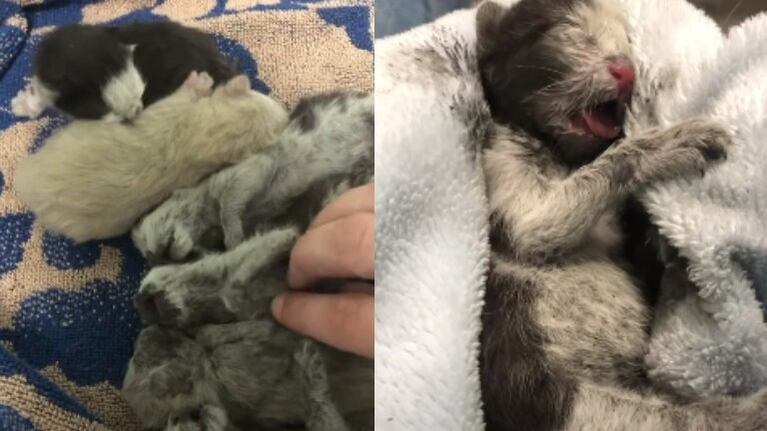 Una camada de gatos atrapada en una obra pudo ser rescatada gracias a los obreros de la construcción