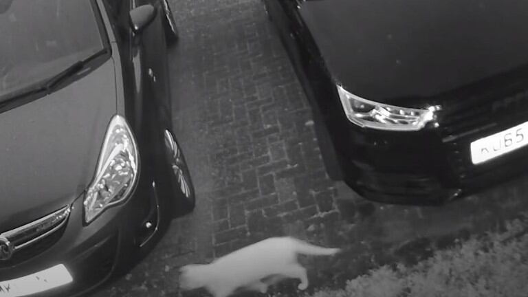 Una cámara de seguridad filma al fantasma de un gato persiguiendo a su amigo felino