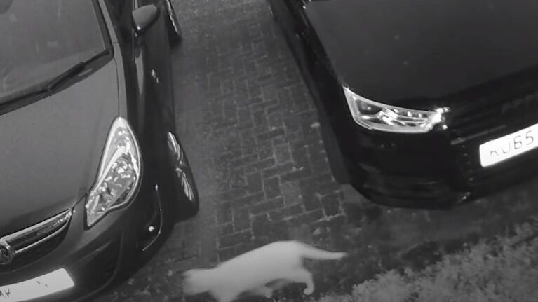 Una cámara de seguridad filma al fantasma de un gato persiguiendo a su amigo felino