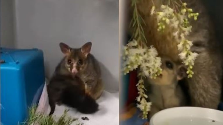 Una cría de zarigüeya se reencuentra con su madre tras ser rescatada