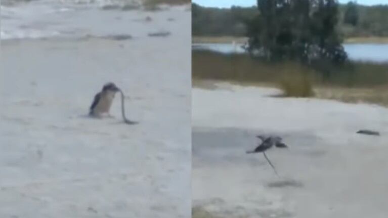 Una cucaburra fue capturada en vídeo atrapando con su pico una pequeña serpiente