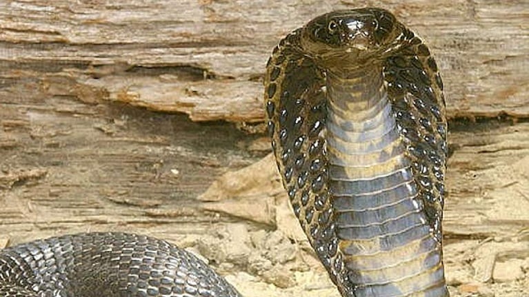 Una enorme cobra sembró el pánico en una carretera de Vietnam