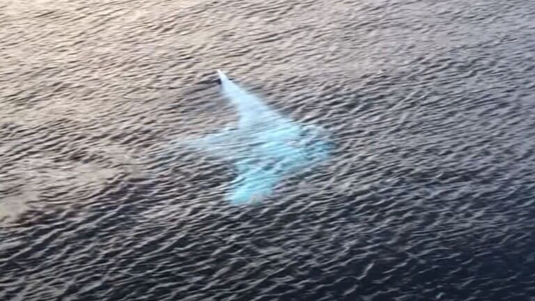 Una enorme mantarraya sorprende apareciendo delante de un grupo de turistas
