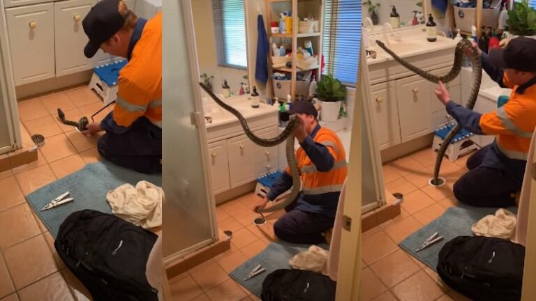 Una enorme pitón resultó ser la causa por la cual el baño de una joven pareja australiana se atascaba constantemente