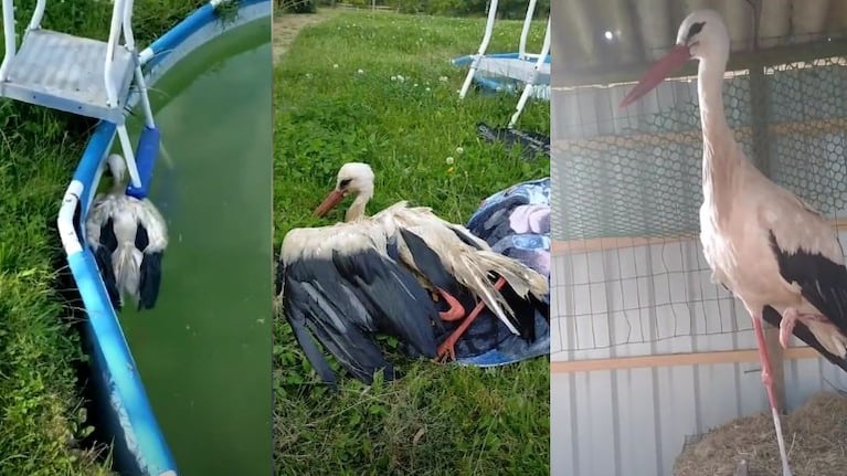 Una familia rescata a una cigüeña salvaje atrapada en una piscina