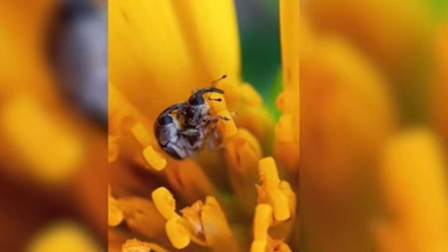 Una fotógrafa de fauna silvestre captura a dos gorgojos en pleno apareamiento 