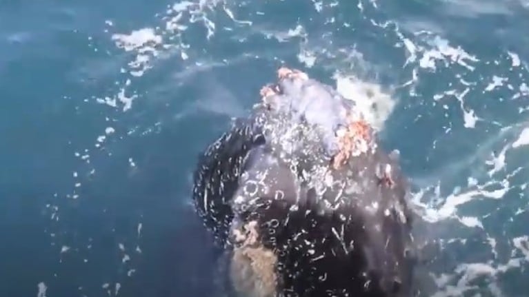 Una fotógrafa marina ha compartido estas increíbles imágenes de un grupo de ballenas jorobadas cerca de un barco