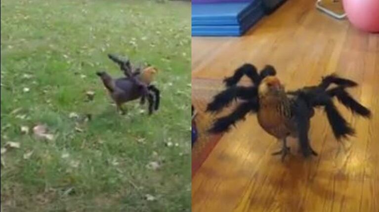Una gallina siembra pánico en el corral con su disfraz de araña