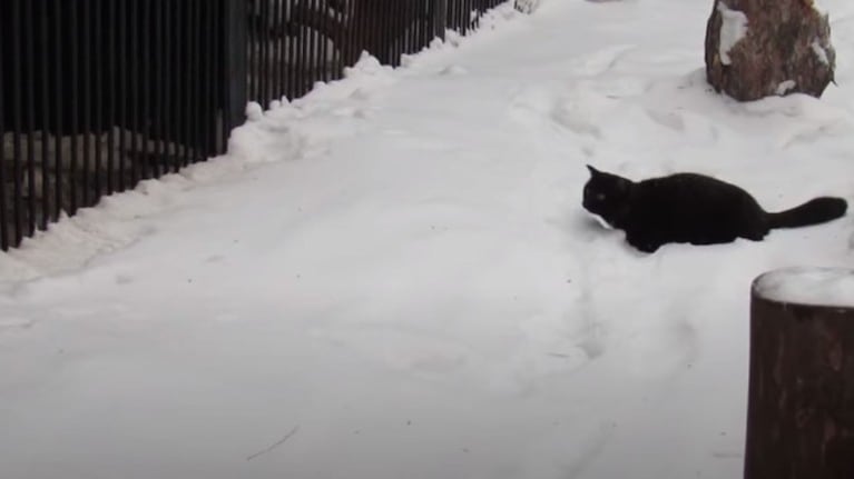 Una gata de color negro asusta un par de zorros 