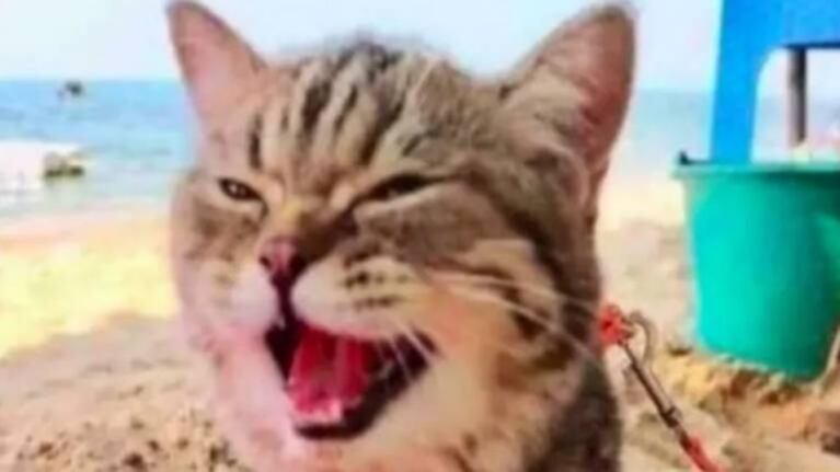 Una gatita no para de "sonreír” en su primera visita a la playa y se vuelve viral