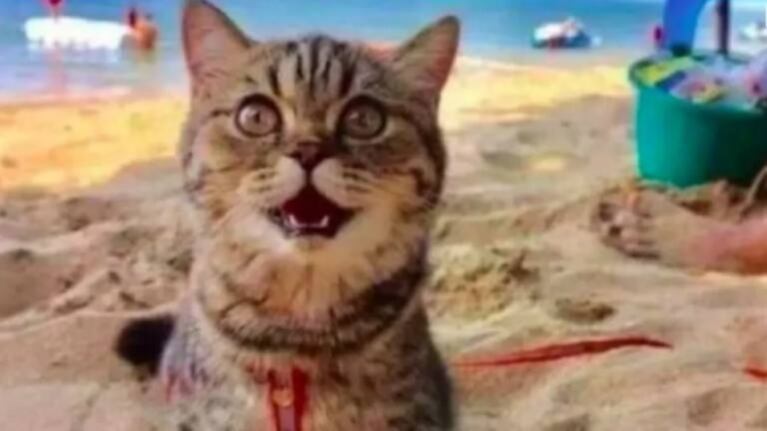 Una gatita no para de "sonreír” en su primera visita a la playa y se vuelve viral
