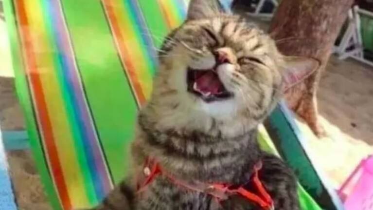 Una gatita no para de sonreír” en su primera visita a la playa y se vuelve viral