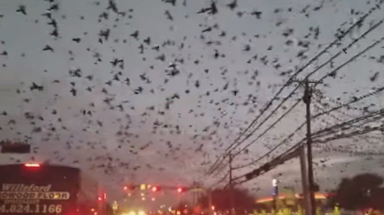 Una gran cantidad de pájaros causó asombro en Texas  