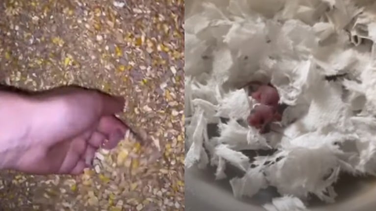 Una granjera encuentra y rescata a una cría de ratón recién nacida