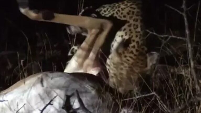 Una hiena fue filmada robando la cena de un leopardo en un increíble vídeo de vida salvaje