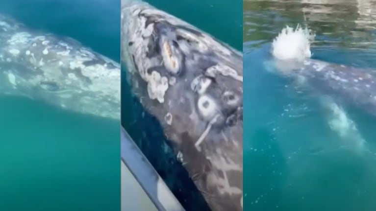 Una joven ballena gris nada cerca de una embarcación y se deja acariciar por sus tripulantes