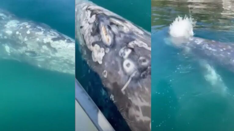 Una joven ballena gris nada cerca de una embarcación y se deja acariciar por sus tripulantes