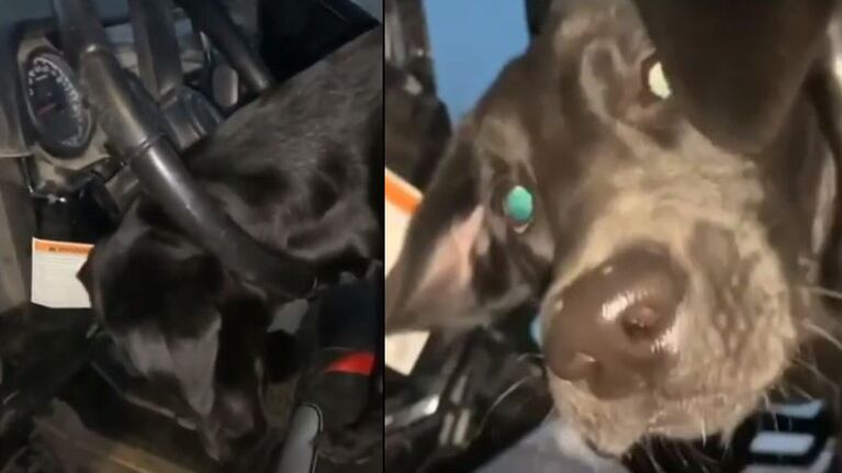Una Labrador de color negro, de seis meses, se queda atascada en el volante del coche de su dueño