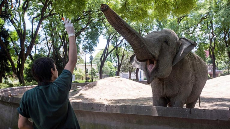 ¡Una linda noticia! La elefanta Mara dejará el ex Zoo de Buenos Aires y vivirá en un santuario de Brasil