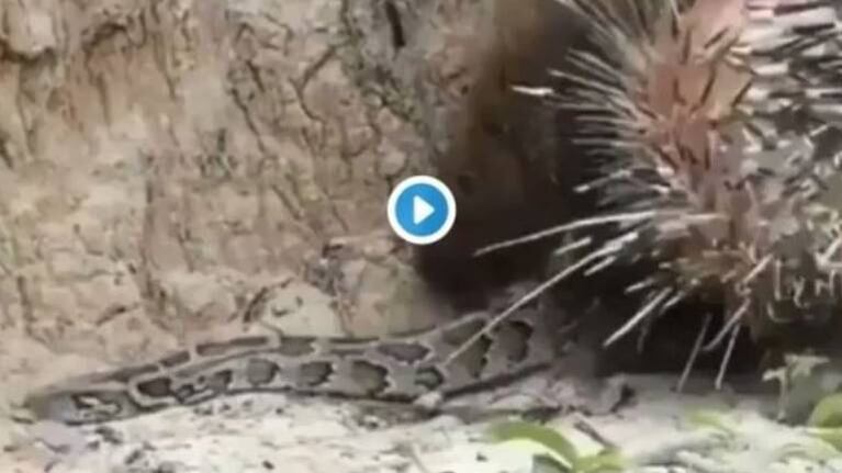 Una mamá puercoespín defiende a su cría de una serpiente y sorprende
