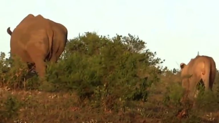 Una mamá rinoceronte protege a su cría de un león hambriento