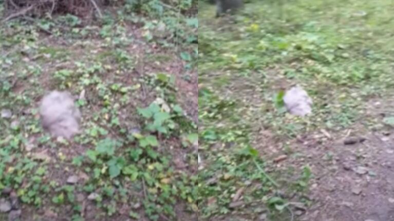 Una misteriosa hoja flotando constantemente en el aire llamó la atención de dos mujeres en un bosque de Bielorrusia