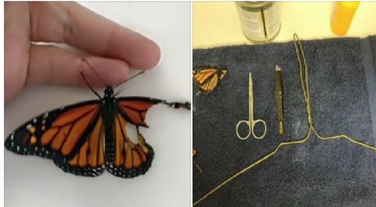 Una modista reconstruyó el ala de una mariposa y la hizo volar  