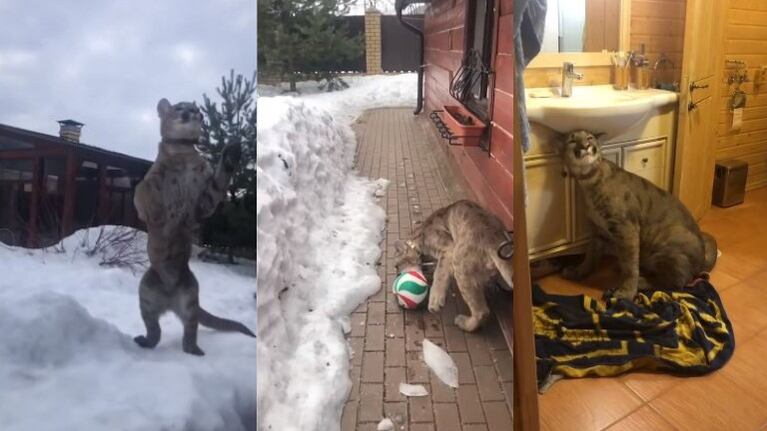 Una mujer convive con un puma de nueve meses 