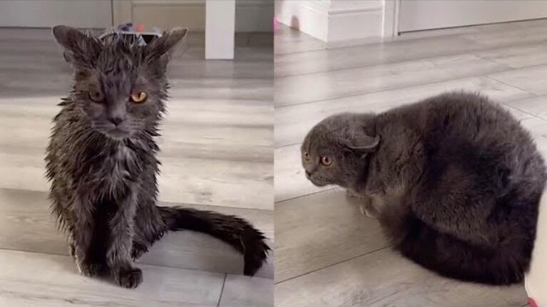 Una mujer decide bañar a su gata y su hermano reacciona a la defensiva al no reconocerla