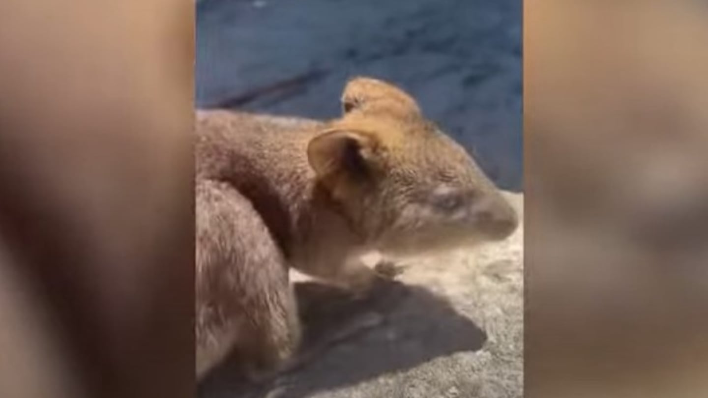 Una mujer decidió ayudar a una madre quokka que parecía haber dejado atrás a su bebé en un parque de Australia