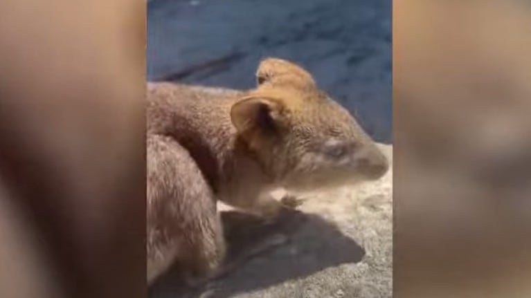 Una mujer decidió ayudar a una madre quokka que parecía haber dejado atrás a su bebé en un parque de Australia