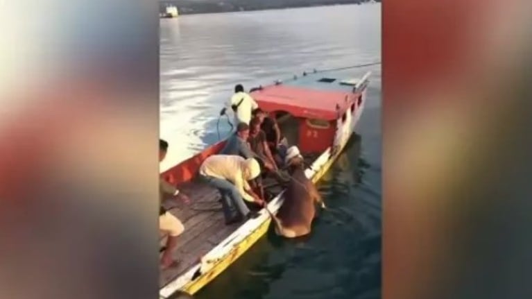 Una mujer grabó el momento en que una embarcación rescató a una vaca que se había precipitado al agua