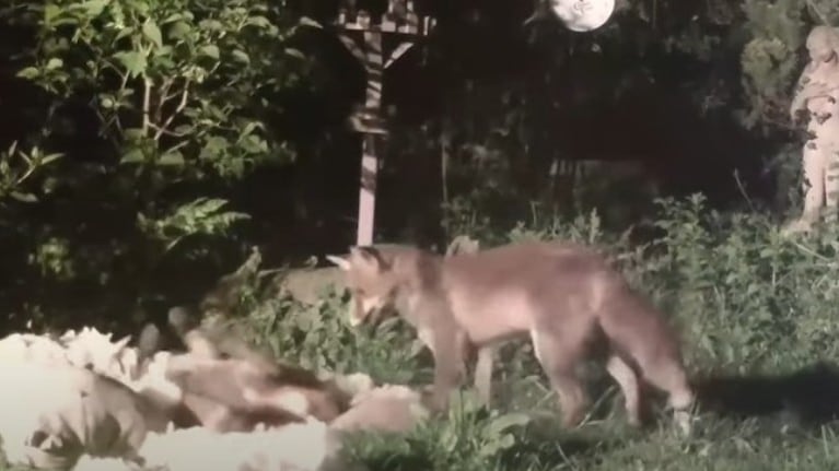 Una mujer ha grabado unas adorables imágenes de dos zorros juguetones disfrutando de una pelea de almohadas en su jardín