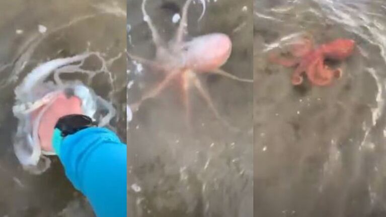 Una mujer rescata a tres pulpos grandes varados en una playa 