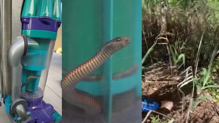 Una mujer succiona una serpiente venenosa con la aspiradora y llama a los cazadores de serpientes para sacarla
