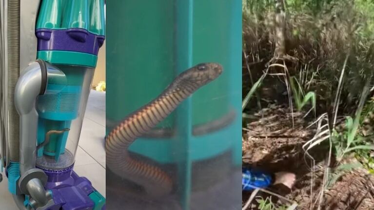 Una mujer succiona una serpiente venenosa con la aspiradora y llama a los cazadores de serpientes para sacarla
