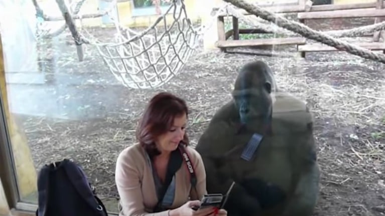 Una mujer y una gorila se reúnen tras conocerse 17 años atrás