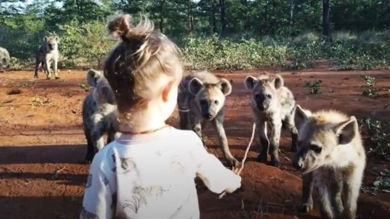 Una niña de dos años es grabada jugando con una manada de hienas