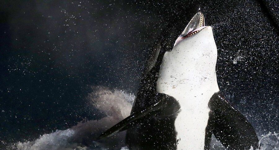 Una Orca aprendió a decir hola, adiós y contar hasta tres