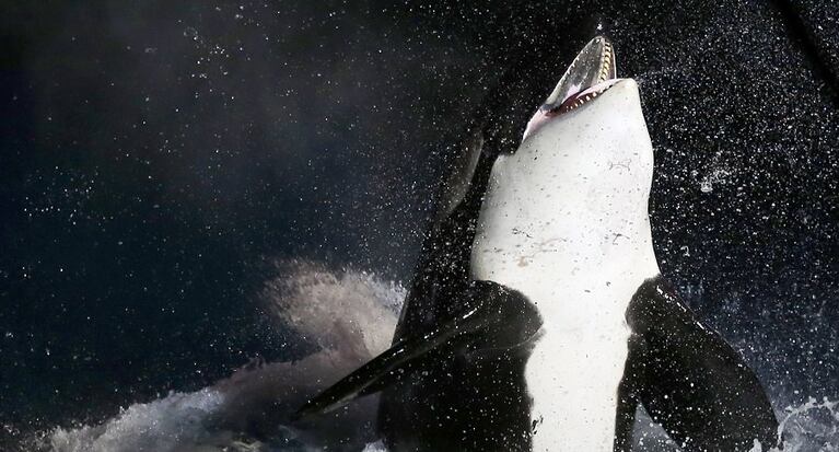 Una Orca aprendió a decir hola, adiós y contar hasta tres