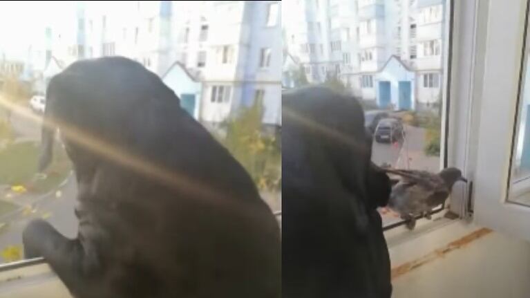 Una paloma es rescatada por una mujer rusa y su mascota