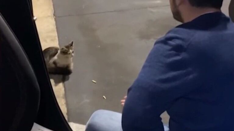 Una pareja adopta un gato callejero abandonado en el estacionamiento de un local de comidas rápidas