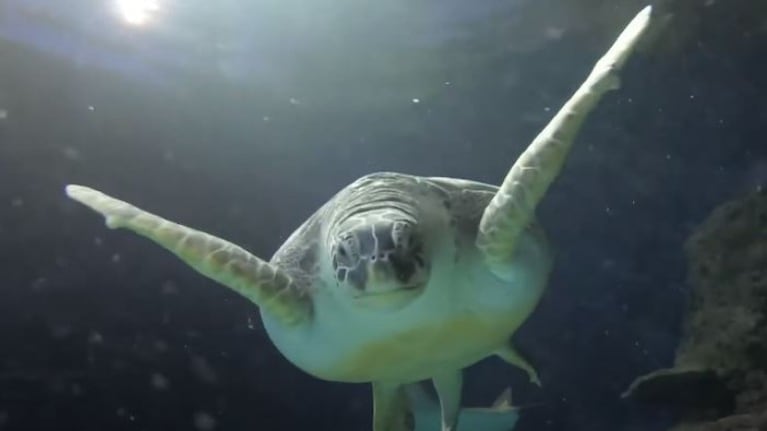 Una pareja de tortugas de un acuario recibe ayuda para reavivar su “romance”
