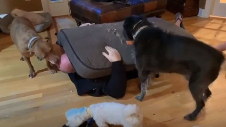  Una pareja prepara su casa para que veinte perros discapacitados puedan vivir en ella