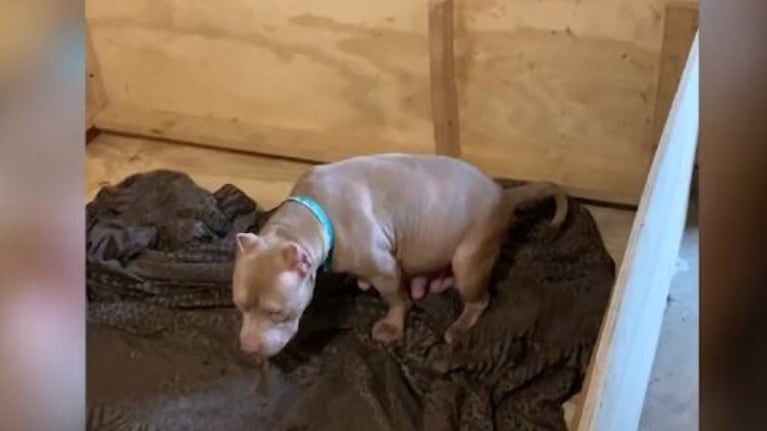 Una perra embarazada da a luz de forma inesperada a su primer cachorro