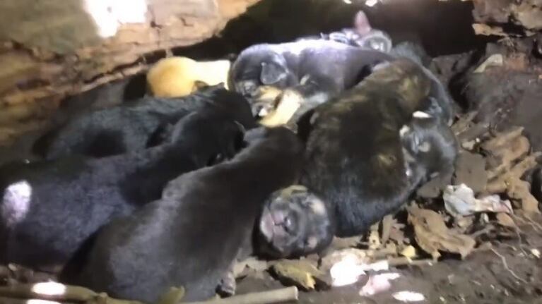 Una perra guía a sus rescatistas hasta sus cachorros escondidos .