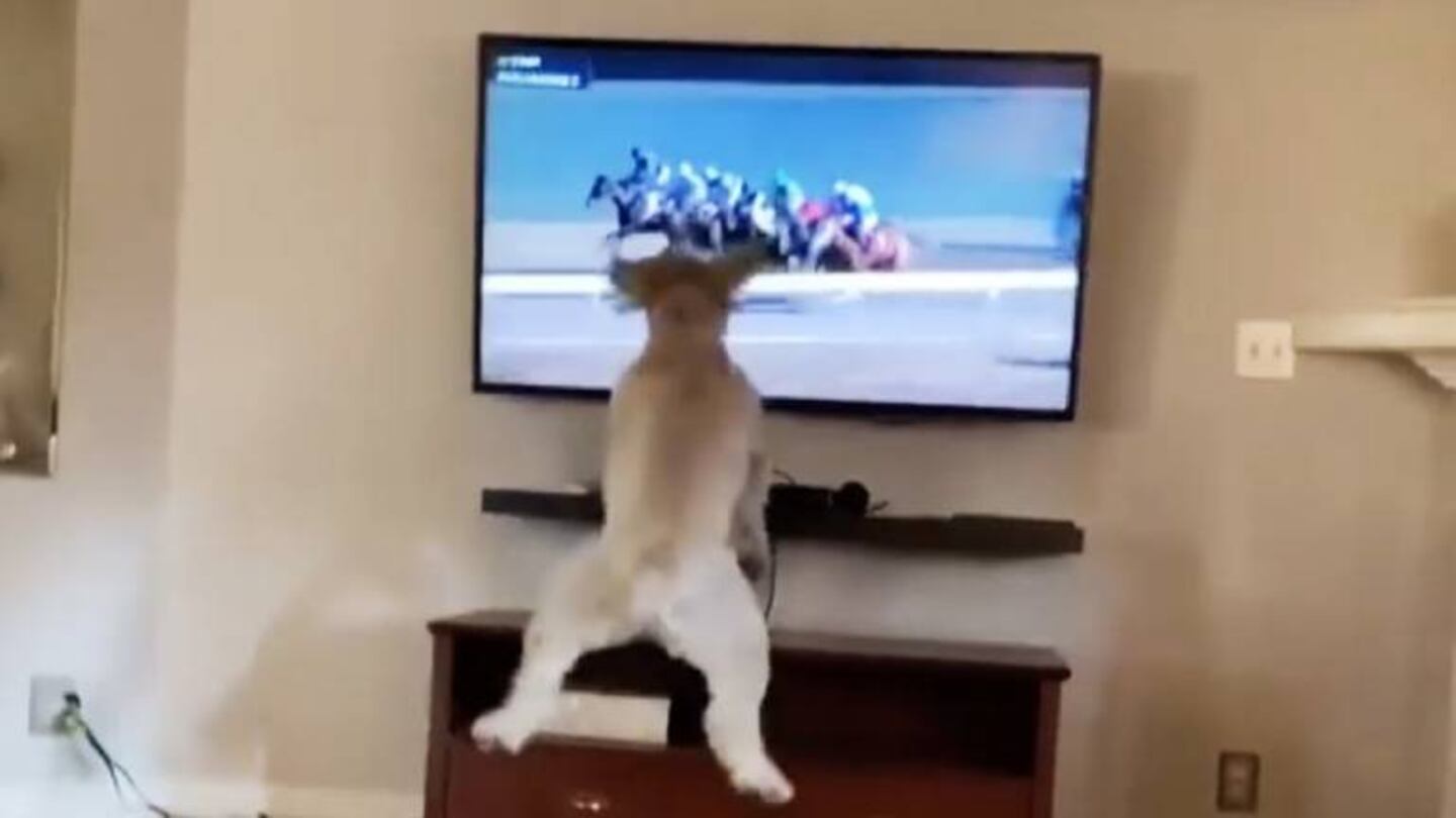 Una perrita fanática de las carreras de caballos revolucionó las redes con sus festejos