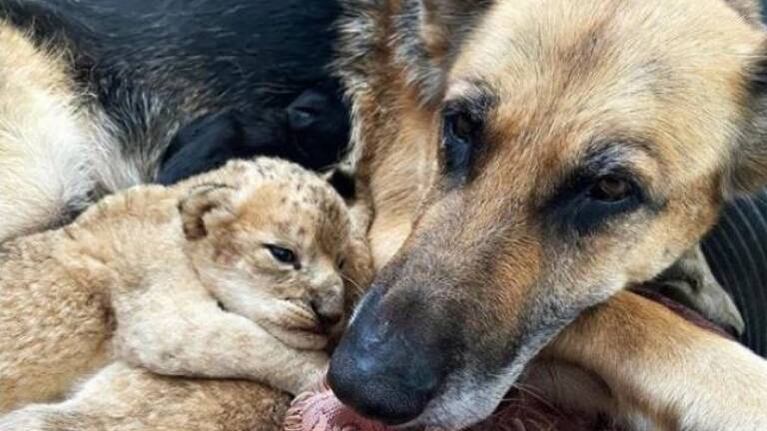 Una perrita pastor alemán adopta a dos cachorros de león